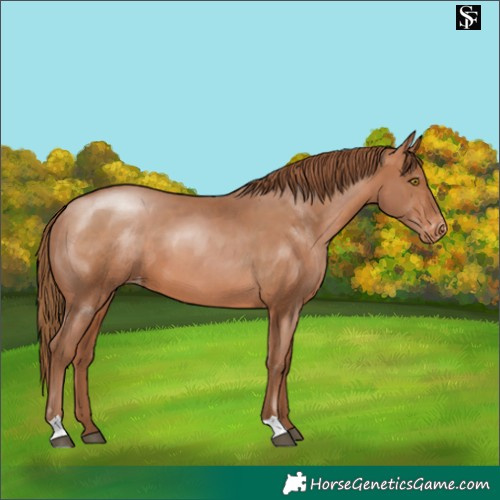 Horse Color:Brown Pearl Varnish