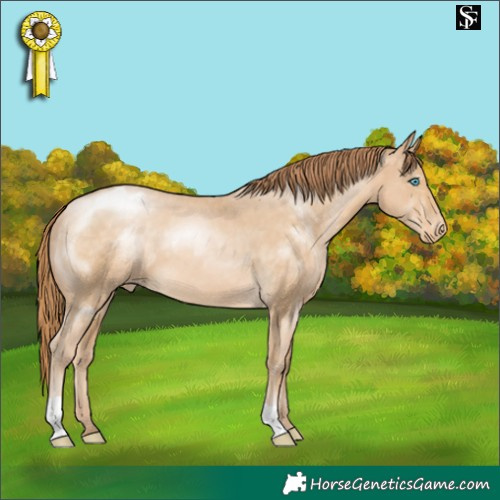Horse Color:Buckskin Pearl Appaloosa