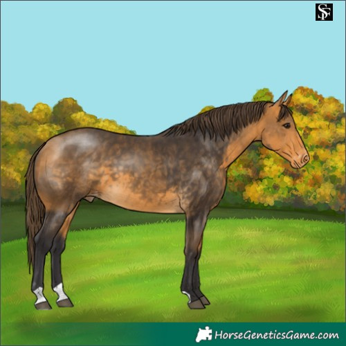 Horse Color:Buckskin Appaloosa 