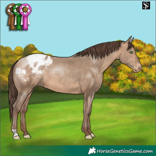 Horse Color:Sable Champagne Varnish 