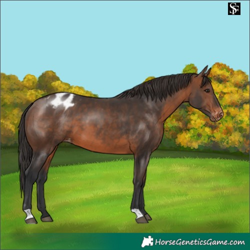 Horse Color:Brown Appaloosa 
