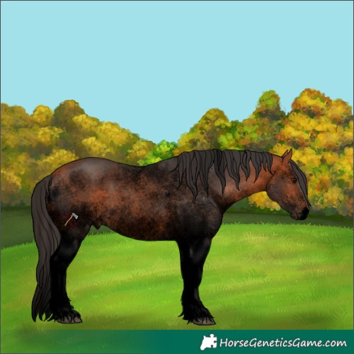 Horse Color:Void White Spotted Bay