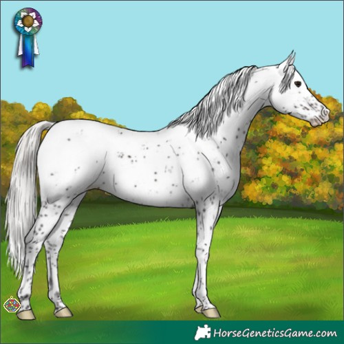 Horse Color:Silver Brown Sabino Splash Appaloosa