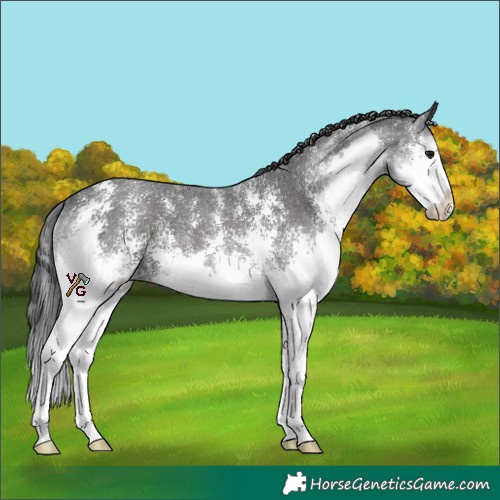 Horse Color:Black Sabino Splash 