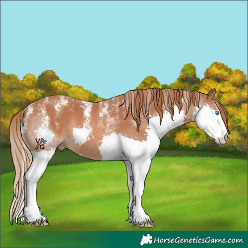 Horse Color:Powder White Chestnut Splash 