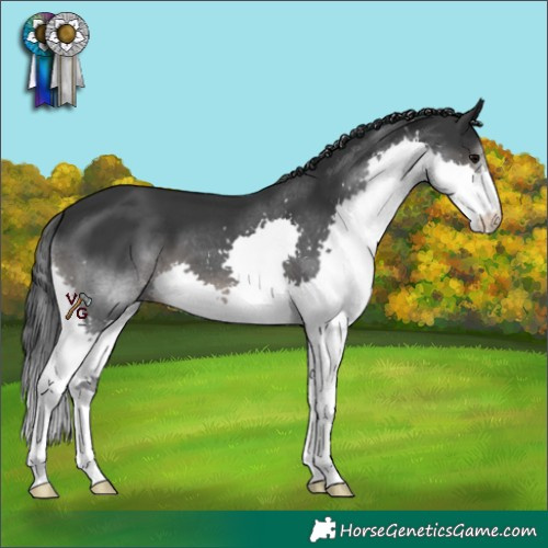 Horse Color:Black Splash