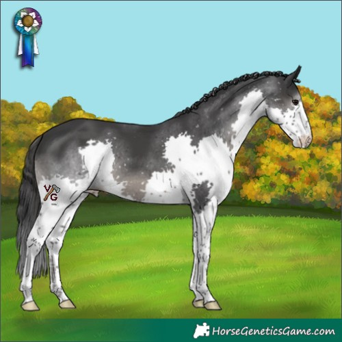 Horse Color:Black Splash 