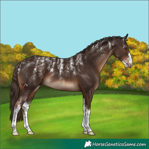 Horse Color:Powder White Liver Chestnut Sabino 