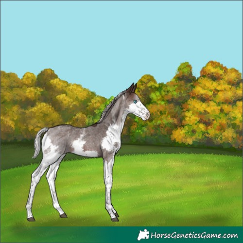 Horse Color:Powder White Silver Brown Roan Splash Appaloosa