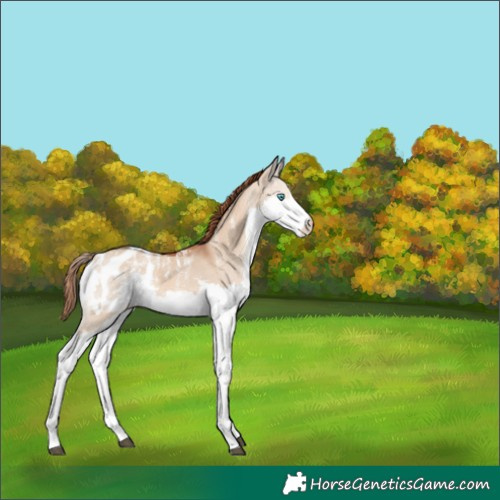 Horse Color:Powder White Red Dun Splash Appaloosa 