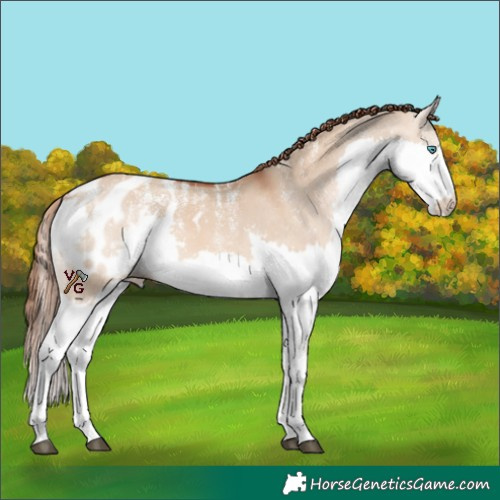 Horse Color:Powder White Red Dun Splash Appaloosa 