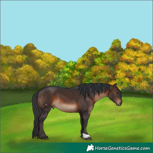 Horse Color:Brown 