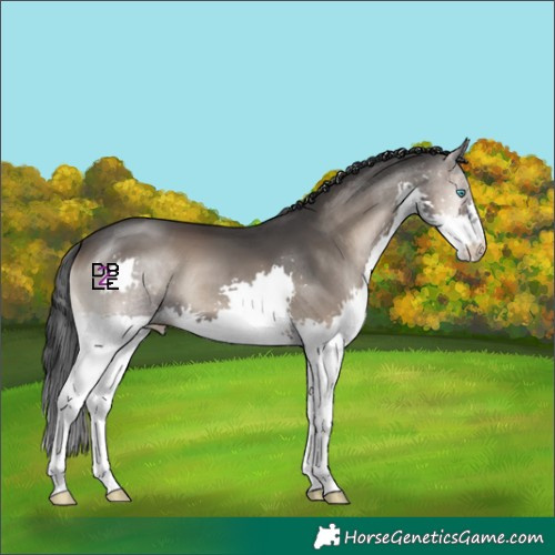 Horse Color:Blue Onyx Splash 