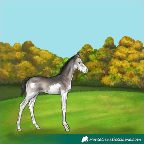 Horse Color:Blue Onyx Splash 