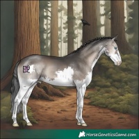 Horse Color:Blue Onyx Splash 