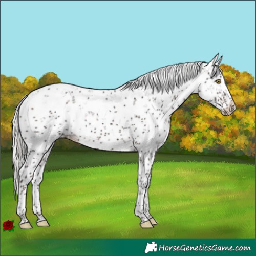 Horse Color:Silver Brown Sabino Splash 