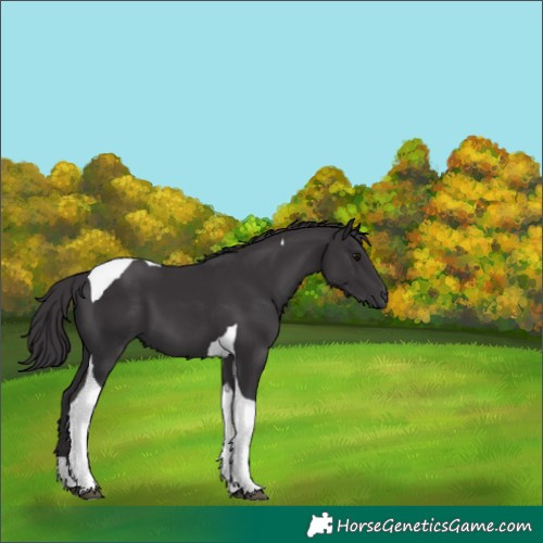 Horse Color:Smoky Black Tobiano 