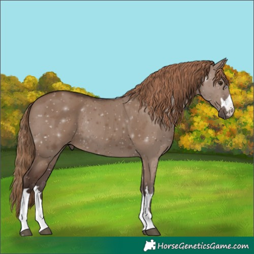 Horse Color:Liver Red Dun Rabicano