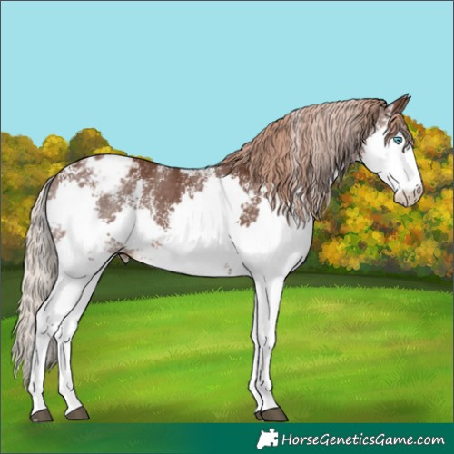 Horse Color:Liver Chestnut Sabino Splash Appaloosa 