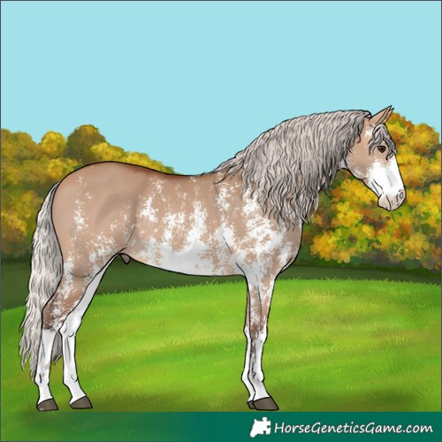 Horse Color:Silver Bay Dun Sabino Rabicano 
