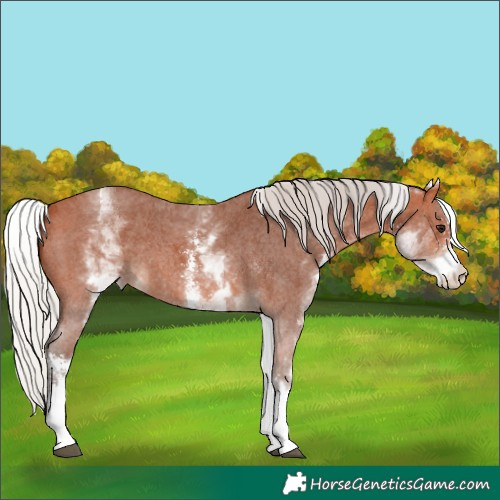 Horse Color:White Spotted Silver Bay Sabino Rabicano