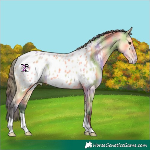 Horse Color:Nacre Buckskin Appaloosa