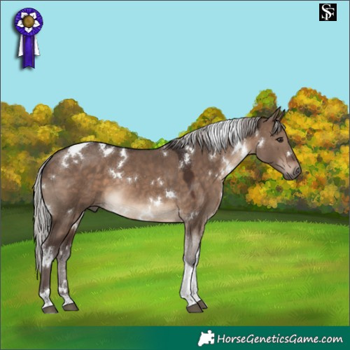 Horse Color:White Spotted Silver Brown Dun Tobiano