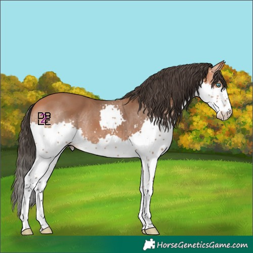 Horse Color:Bay Splash