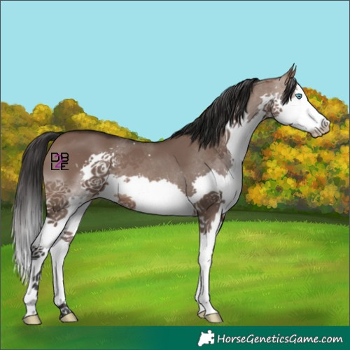 Horse Color:Brown Dun Splash 
