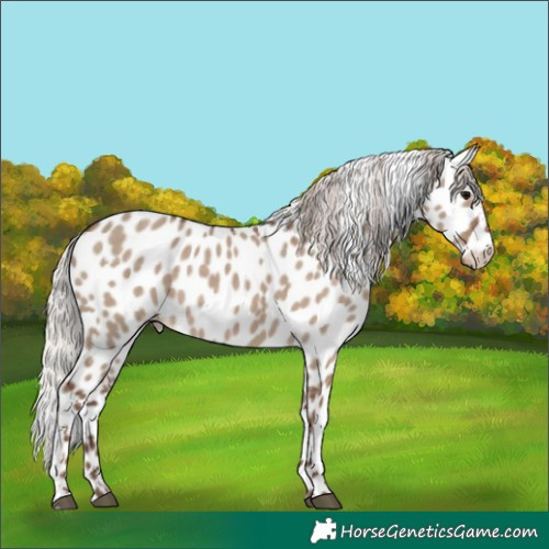 Horse Color:Silver Grullo Sabino Appaloosa