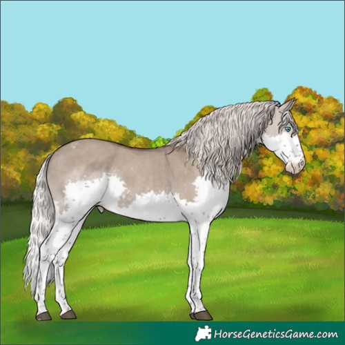 Horse Color:Silver Grullo Sabino Splash Skewed Appaloosa 