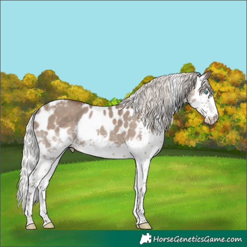 Horse Color:Silver Grullo Splash Tobiano Skewed Appaloosa 