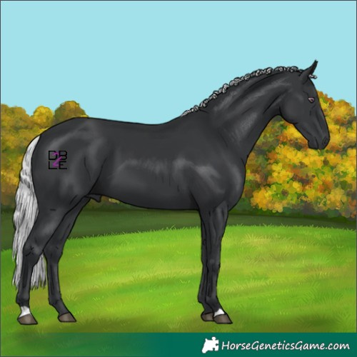 Horse Color:Silver Black Chinchilla 