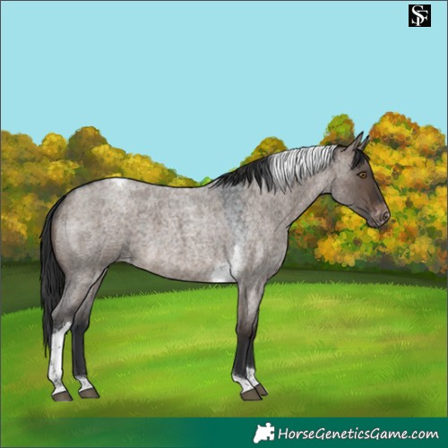 Horse Color:Brown Roan Dun Tobiano Appaloosa 