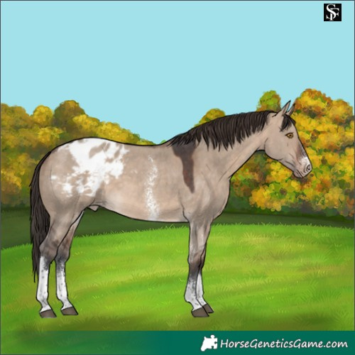 Horse Color:Brown Dun Sabino Tobiano Blanket