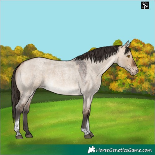 Horse Color:Bay Roan Dun Tobiano Appaloosa