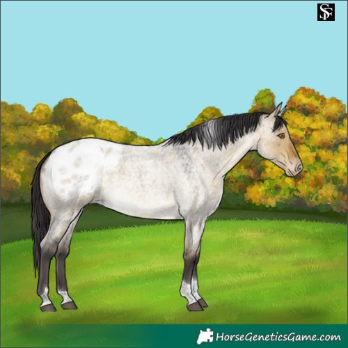 Horse Color:Buckskin Roan Dun Tobiano Appaloosa