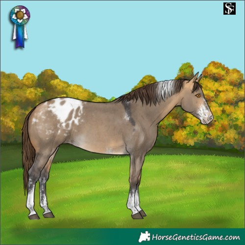 Horse Color:Buckskin Dun Sabino Tobiano Appaloosa