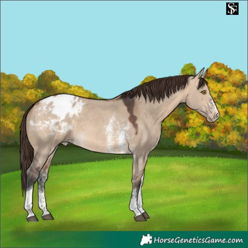 Horse Color:Bay Dun Sabino Tobiano Blanket