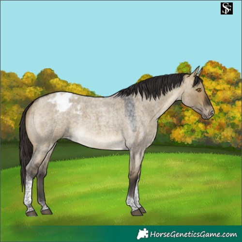 Horse Color:Buckskin Roan Dun Tobiano Appaloosa