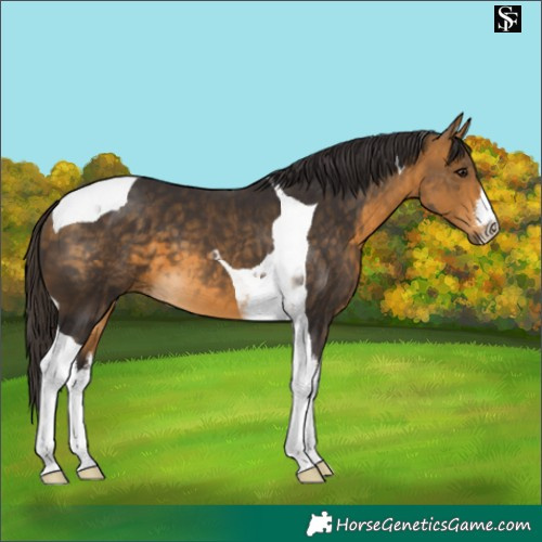 Horse Color:White Spotted Buckskin Tobiano 