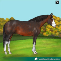 Horse Color:White Spotted Brown
