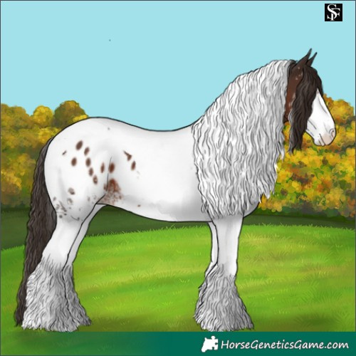 Horse Color:White Spotted Liver Chestnut Tobiano Appaloosa 