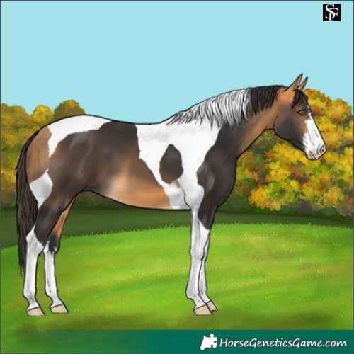 Horse Color:White Spotted Buckskin Tobiano 