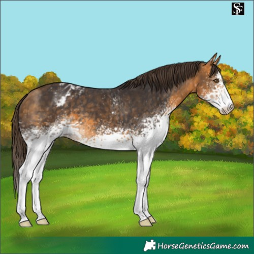 Horse Color:White Spotted Buckskin Appaloosa 