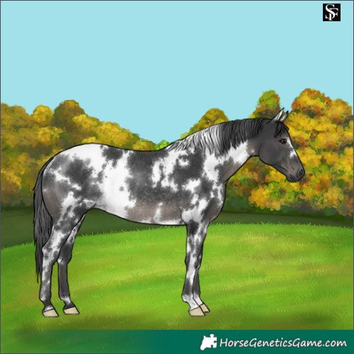 Horse Color:White Spotted Black Rabicano 