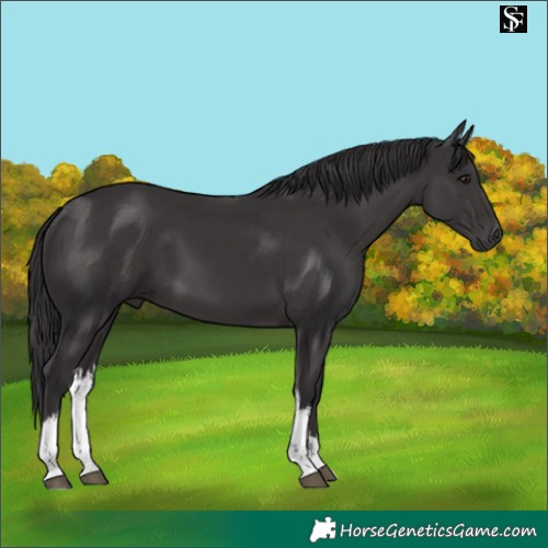 Horse Color:White Spotted Smoky Black