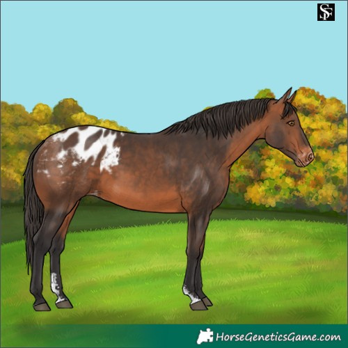 Horse Color:Bay Sabino Appaloosa 