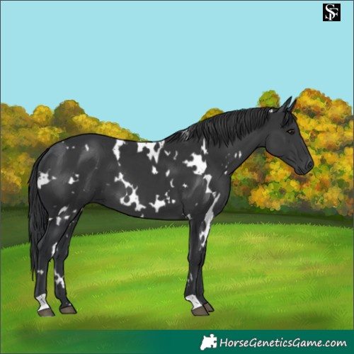 Horse Color:White Spotted Black 