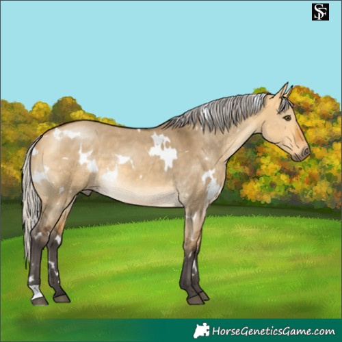 Horse Color:White Spotted Silver Buckskin Dun 
